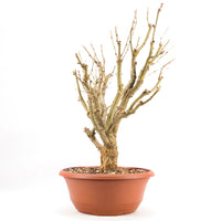 Erbsenstrauch 'Caragana'