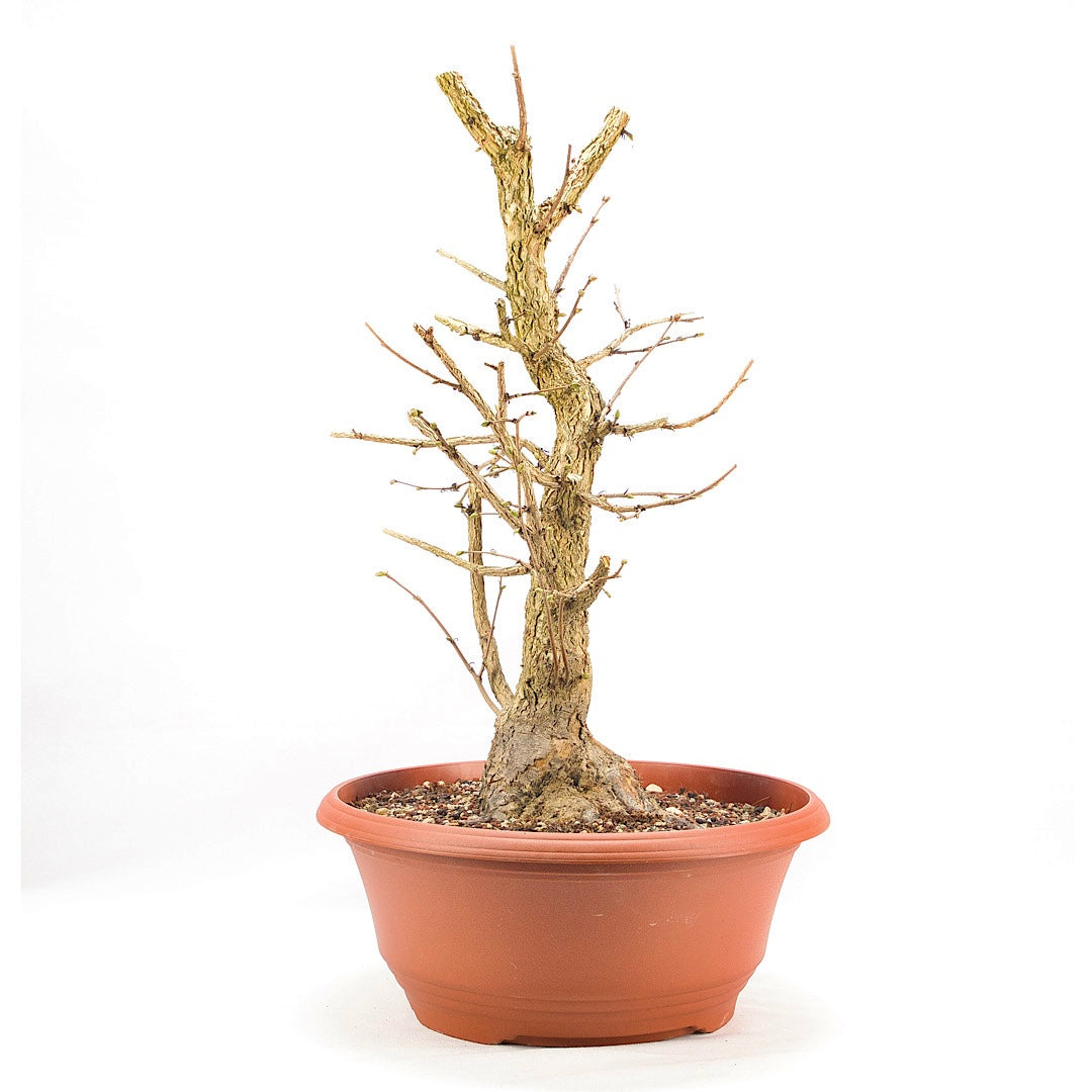 Baumhasel 'Corylus colurna'