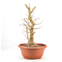 Baumhasel 'Corylus colurna'