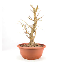 Baumhasel 'Corylus colurna'