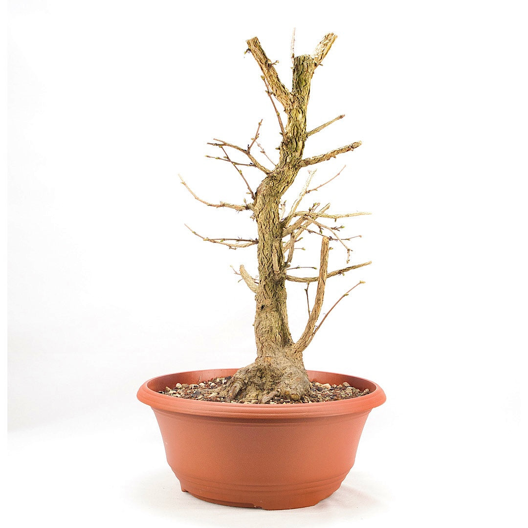 Baumhasel 'Corylus colurna'