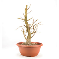 Baumhasel 'Corylus colurna'