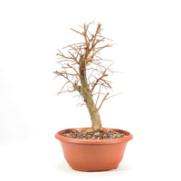 Schwarzdorn 'Prunus spinosa'