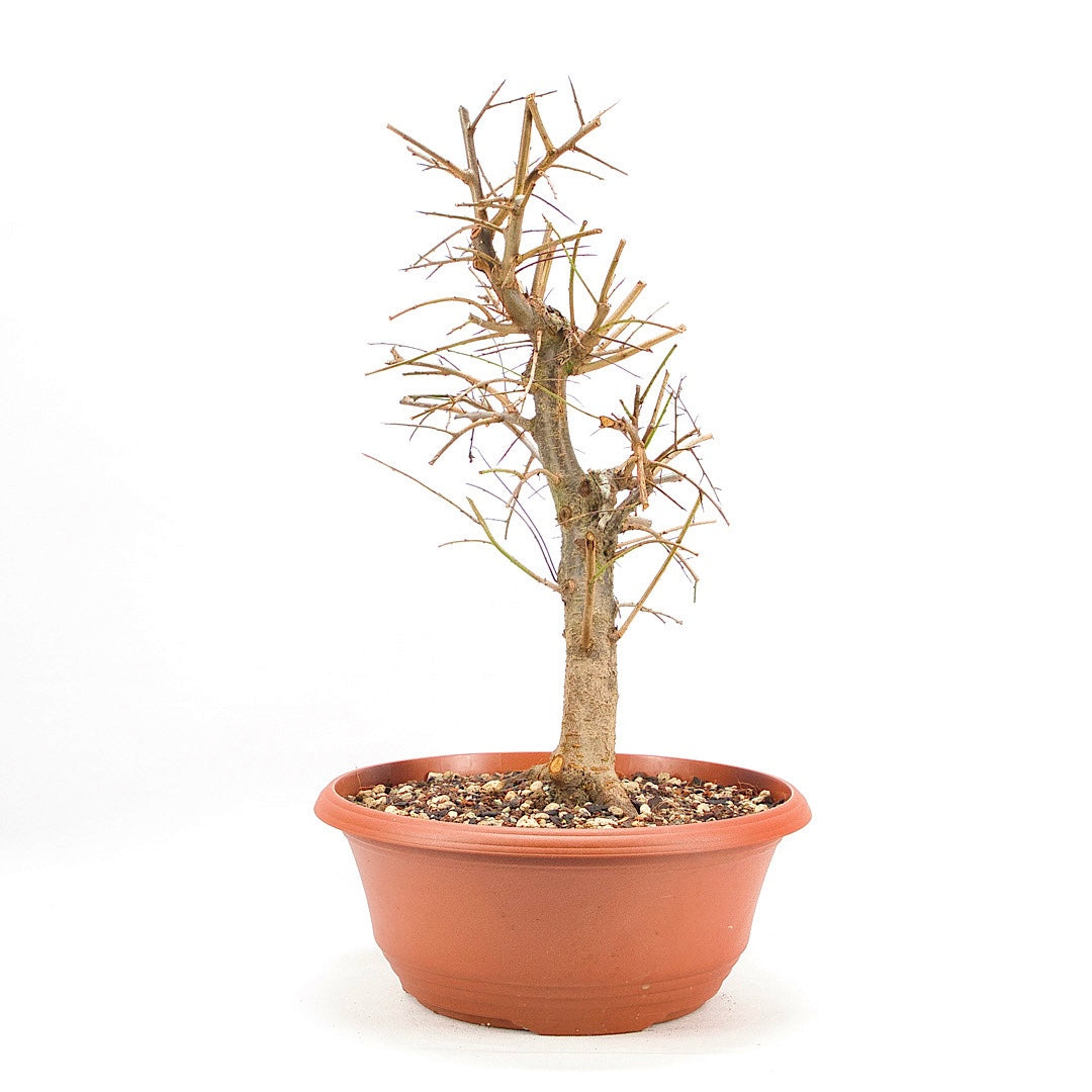 Schwarzdorn 'Prunus spinosa'