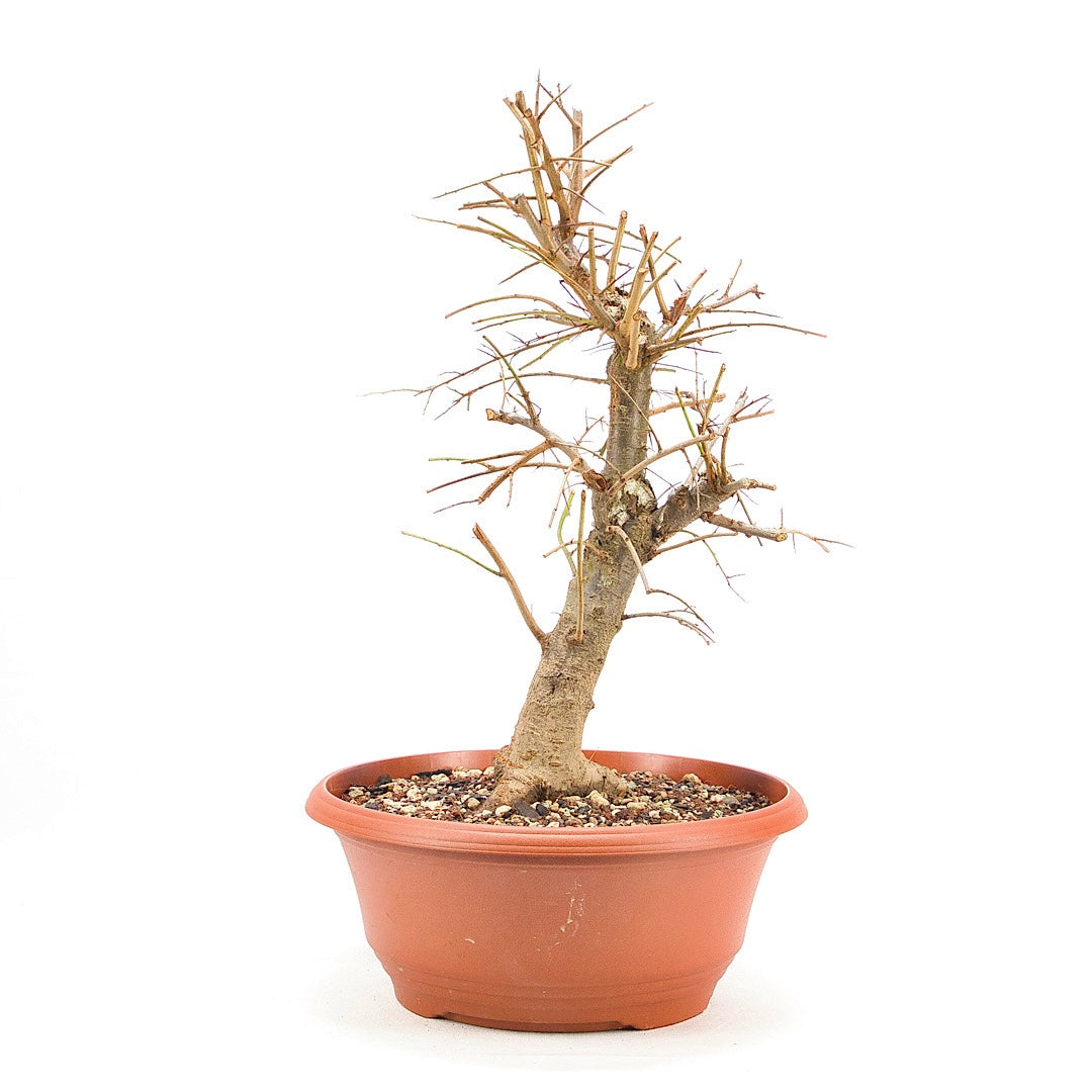 Schwarzdorn 'Prunus spinosa'