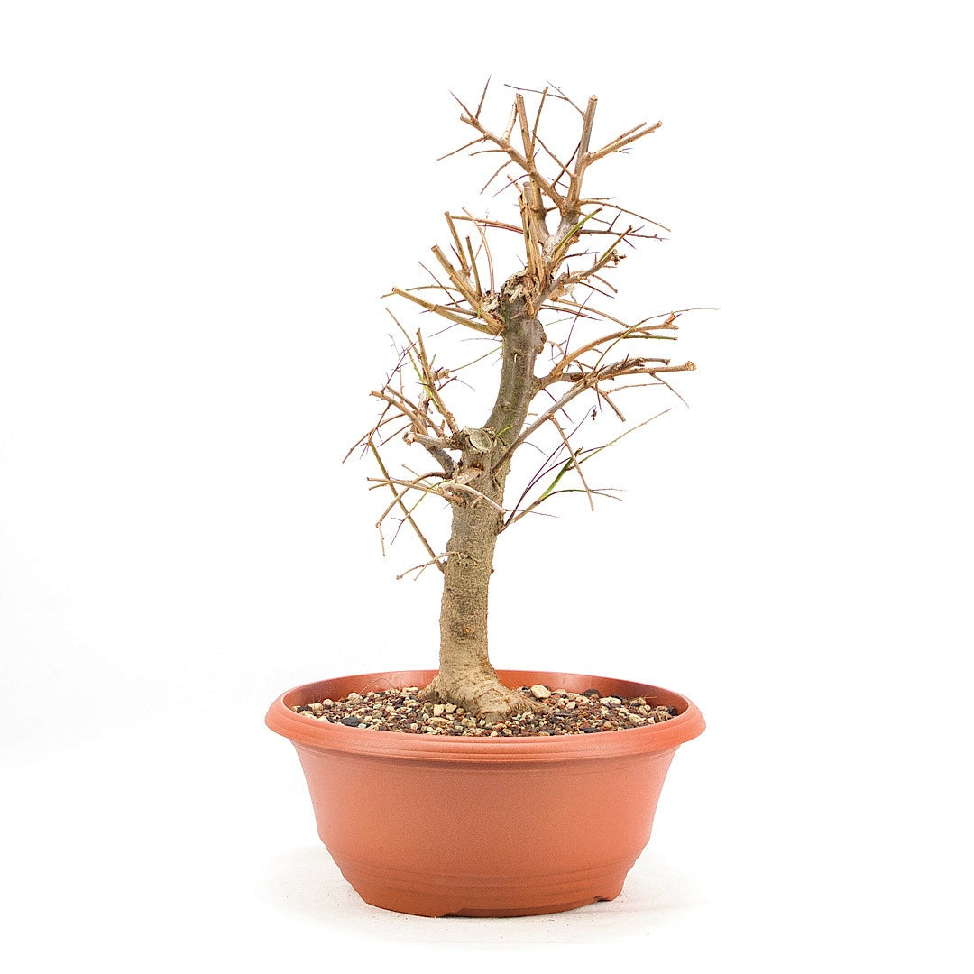 Schwarzdorn 'Prunus spinosa'