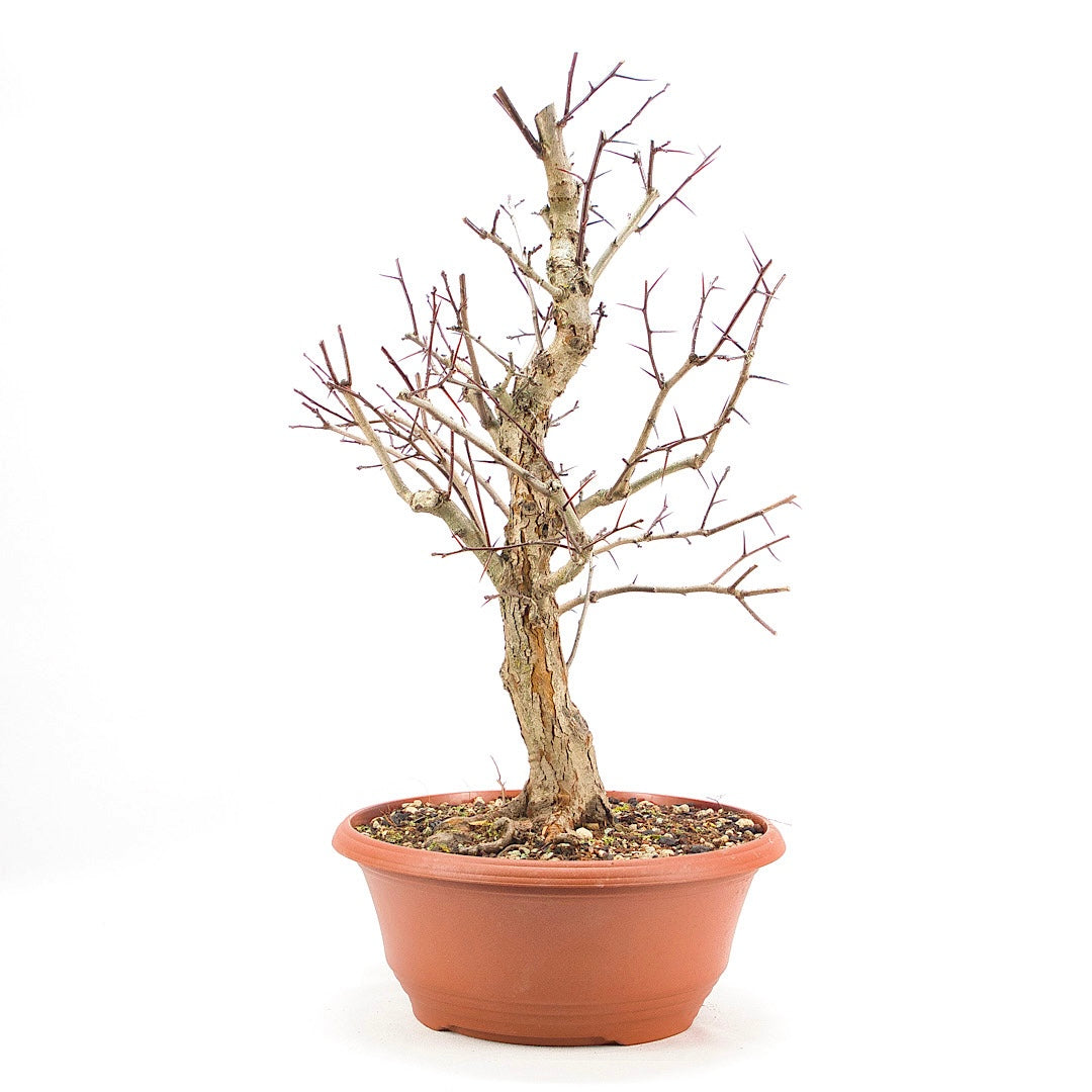 Pflaumenblättriger Weißdorn 'Crataegus x prunifolia'