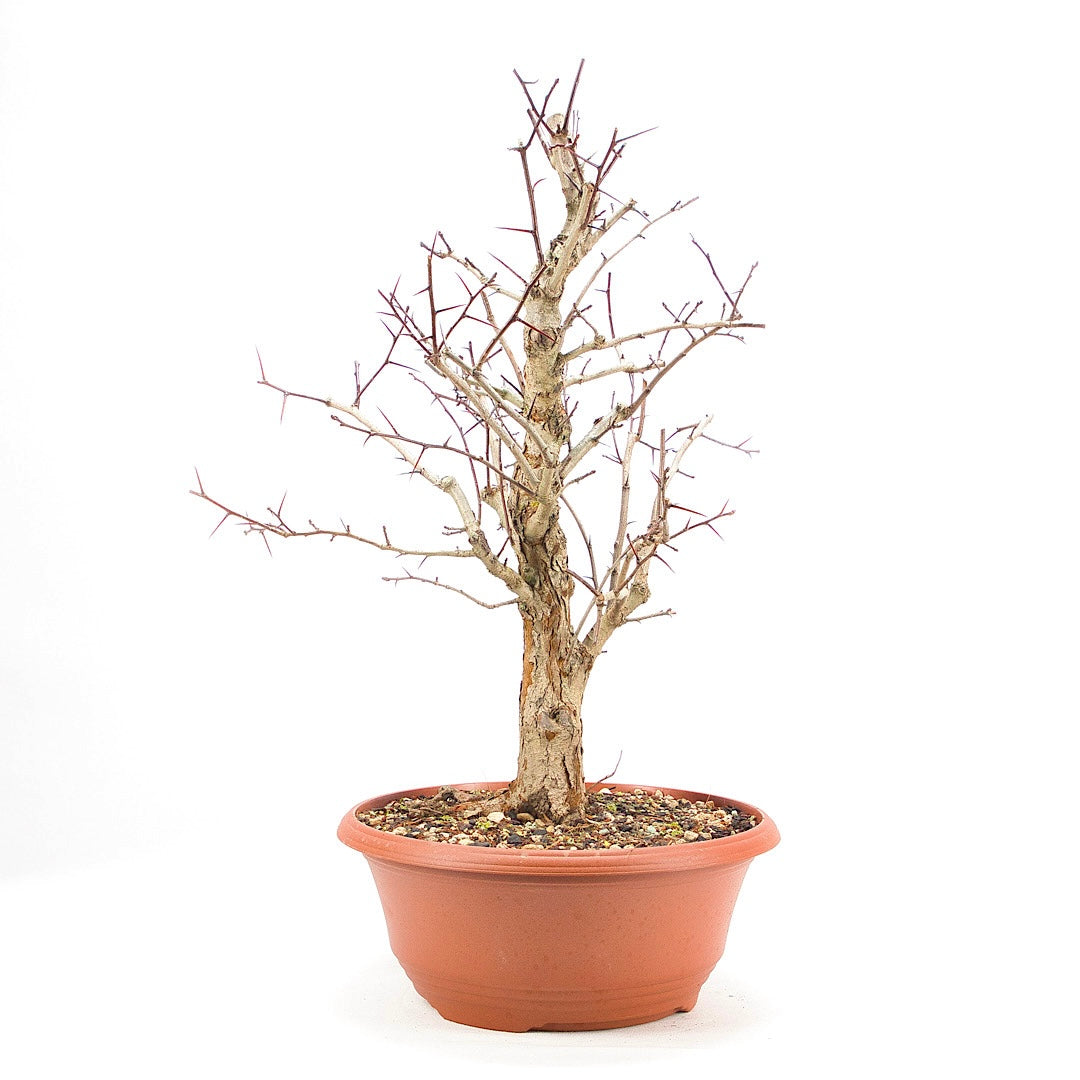 Pflaumenblättriger Weißdorn 'Crataegus x prunifolia'