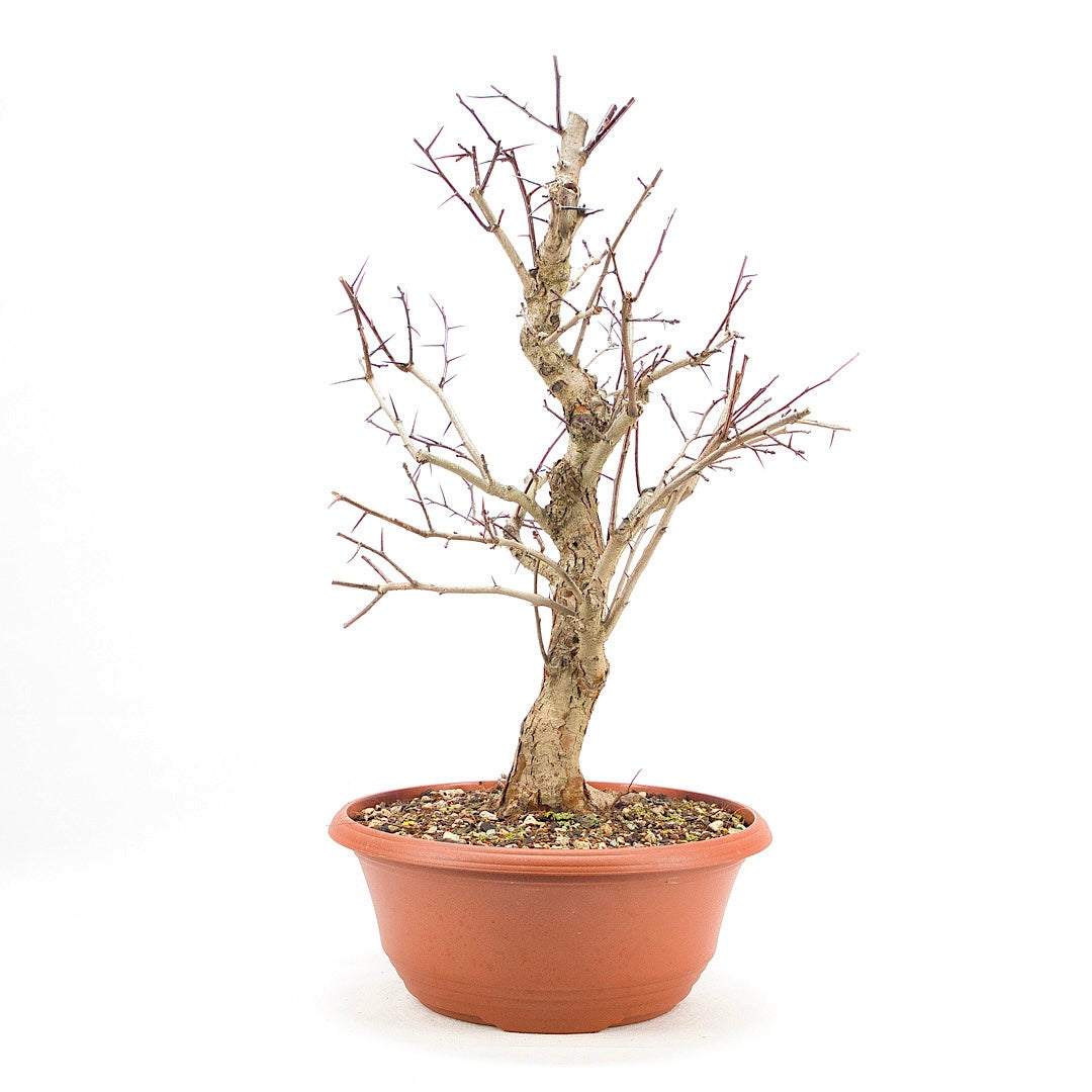 Pflaumenblättriger Weißdorn 'Crataegus x prunifolia'