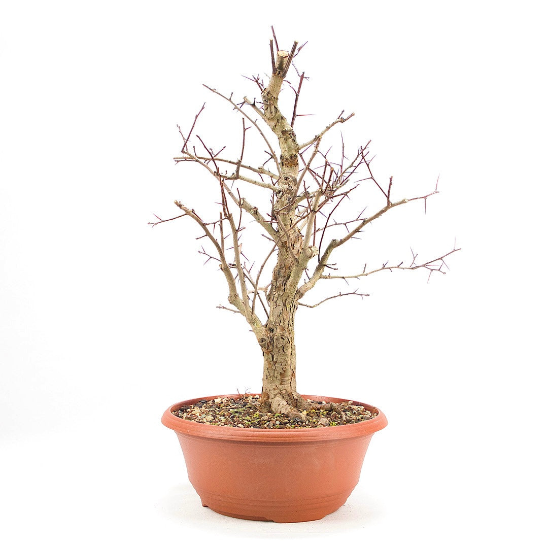 Pflaumenblättriger Weißdorn 'Crataegus x prunifolia'