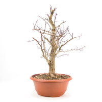 Pflaumenblättriger Weißdorn 'Crataegus x prunifolia'