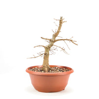 Stileiche 'Quercus robur'