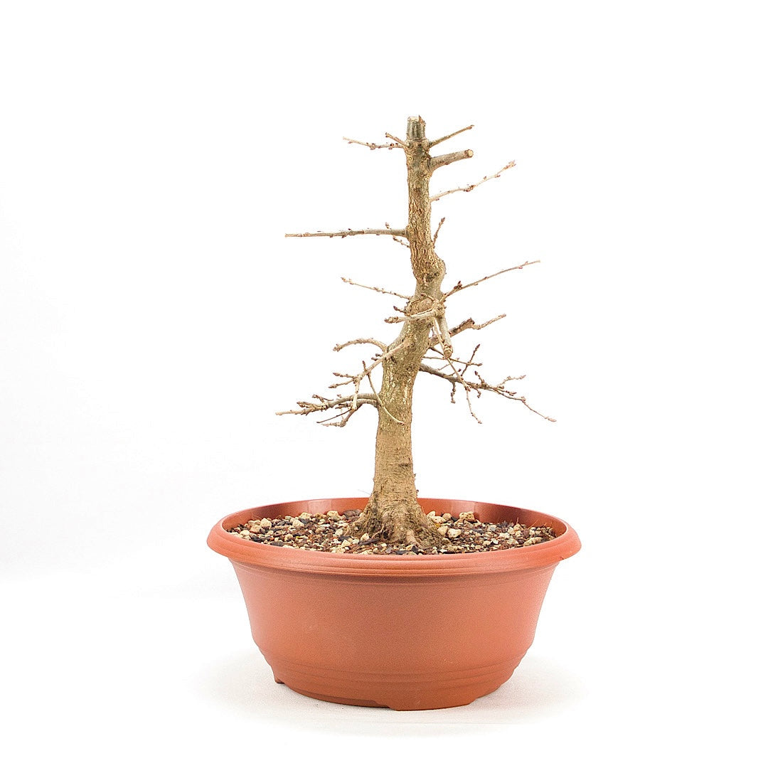 Stileiche 'Quercus robur'