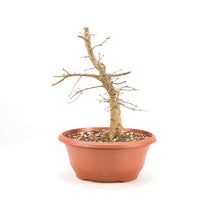 Stileiche 'Quercus robur'