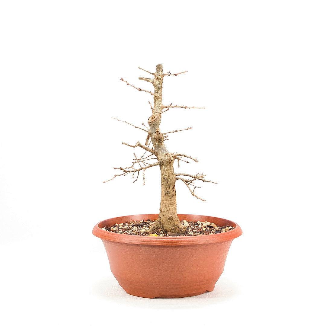 Stileiche 'Quercus robur'