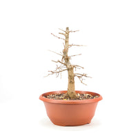 Stileiche 'Quercus robur'