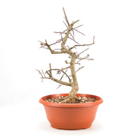 Ungefüllter Rotdorn 'Crataegus cuneata'