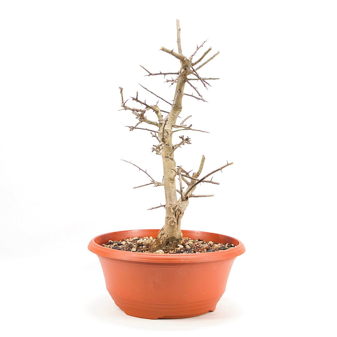 Ungefüllter Rotdorn 'Crataegus cuneata'