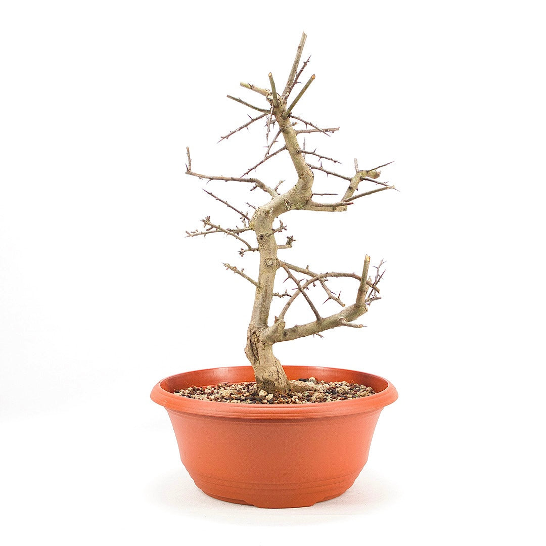 Ungefüllter Rotdorn 'Crataegus cuneata'