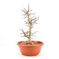 Ungefüllter Rotdorn 'Crataegus cuneata'