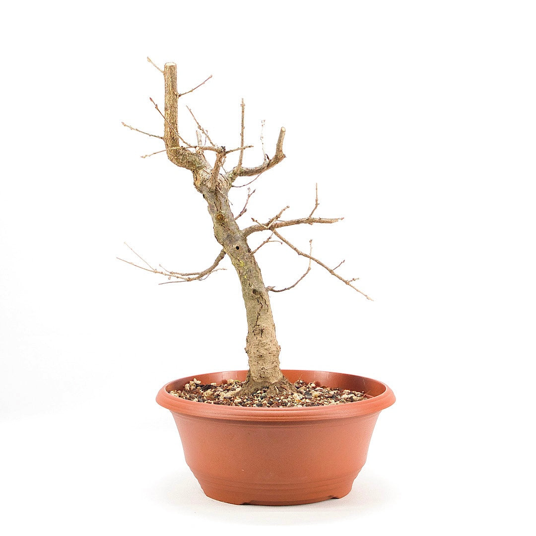 Stileiche 'Quercus robur'