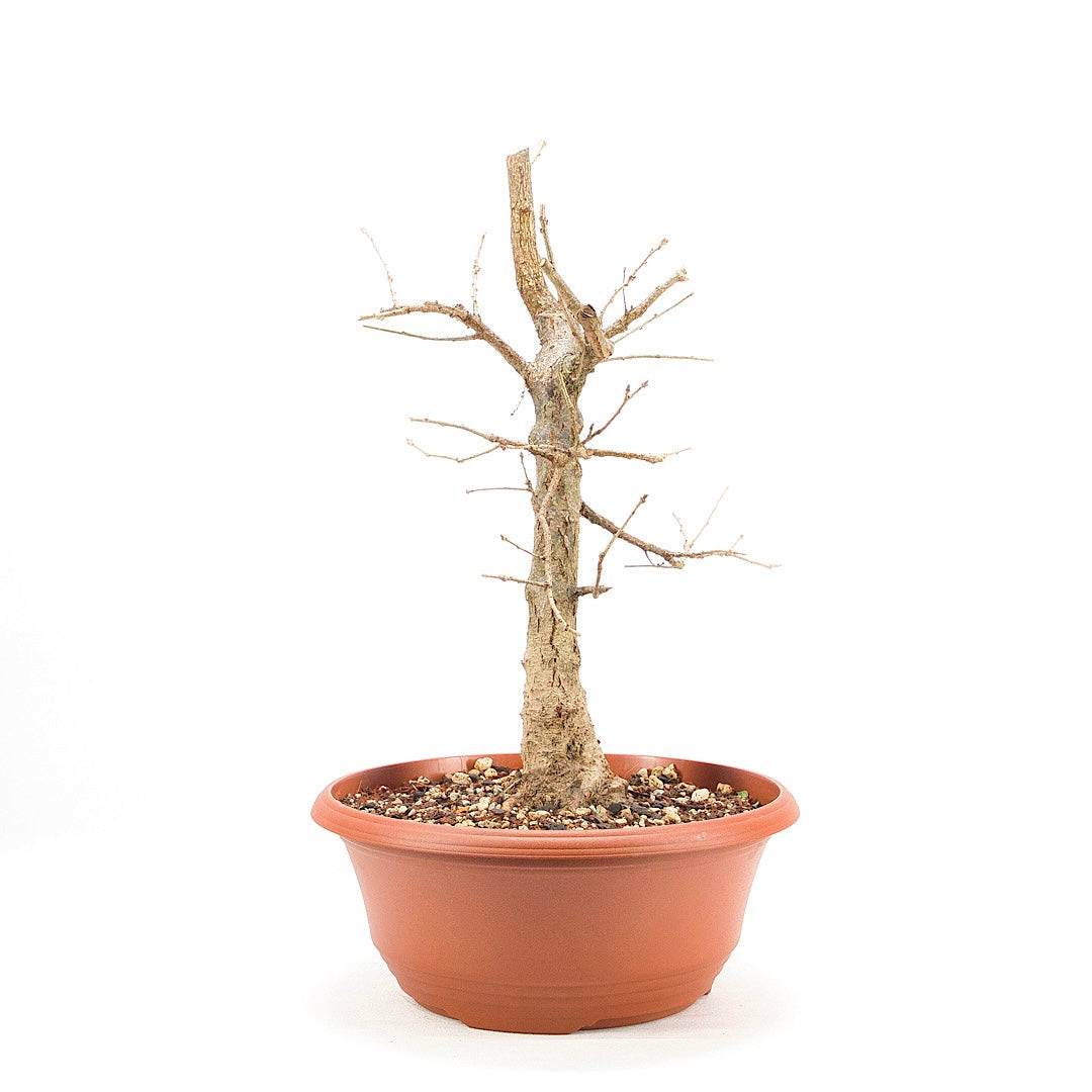 Stileiche 'Quercus robur'