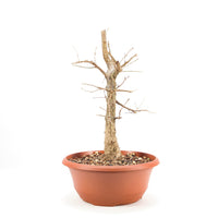 Stileiche 'Quercus robur'