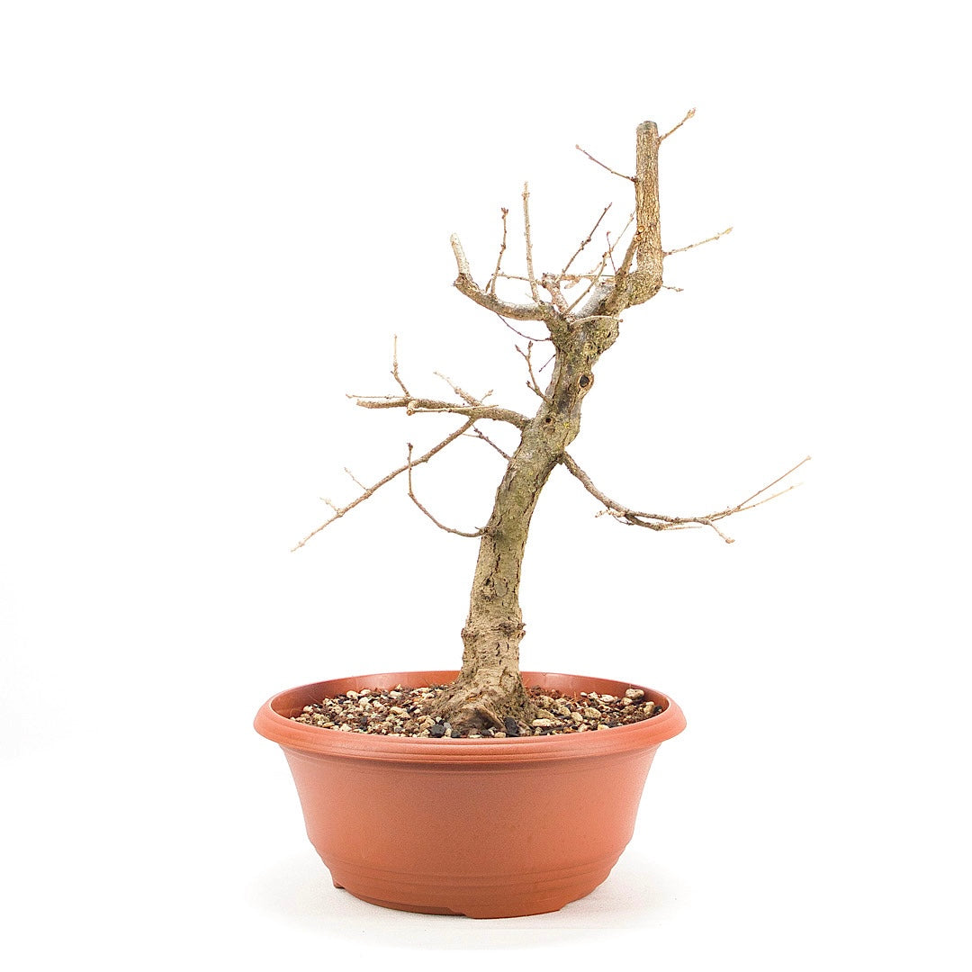 Stileiche 'Quercus robur'