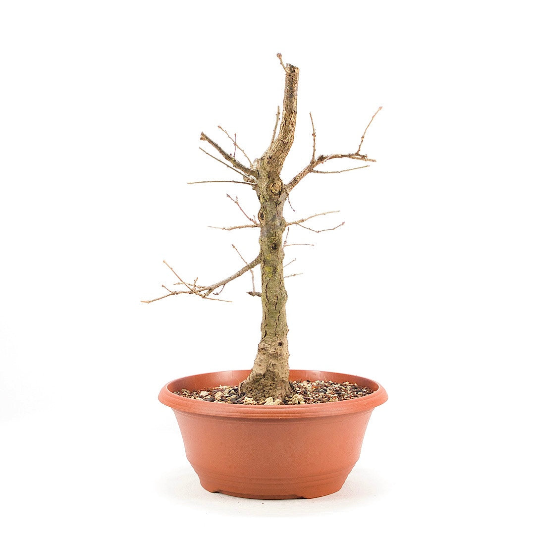 Stileiche 'Quercus robur'