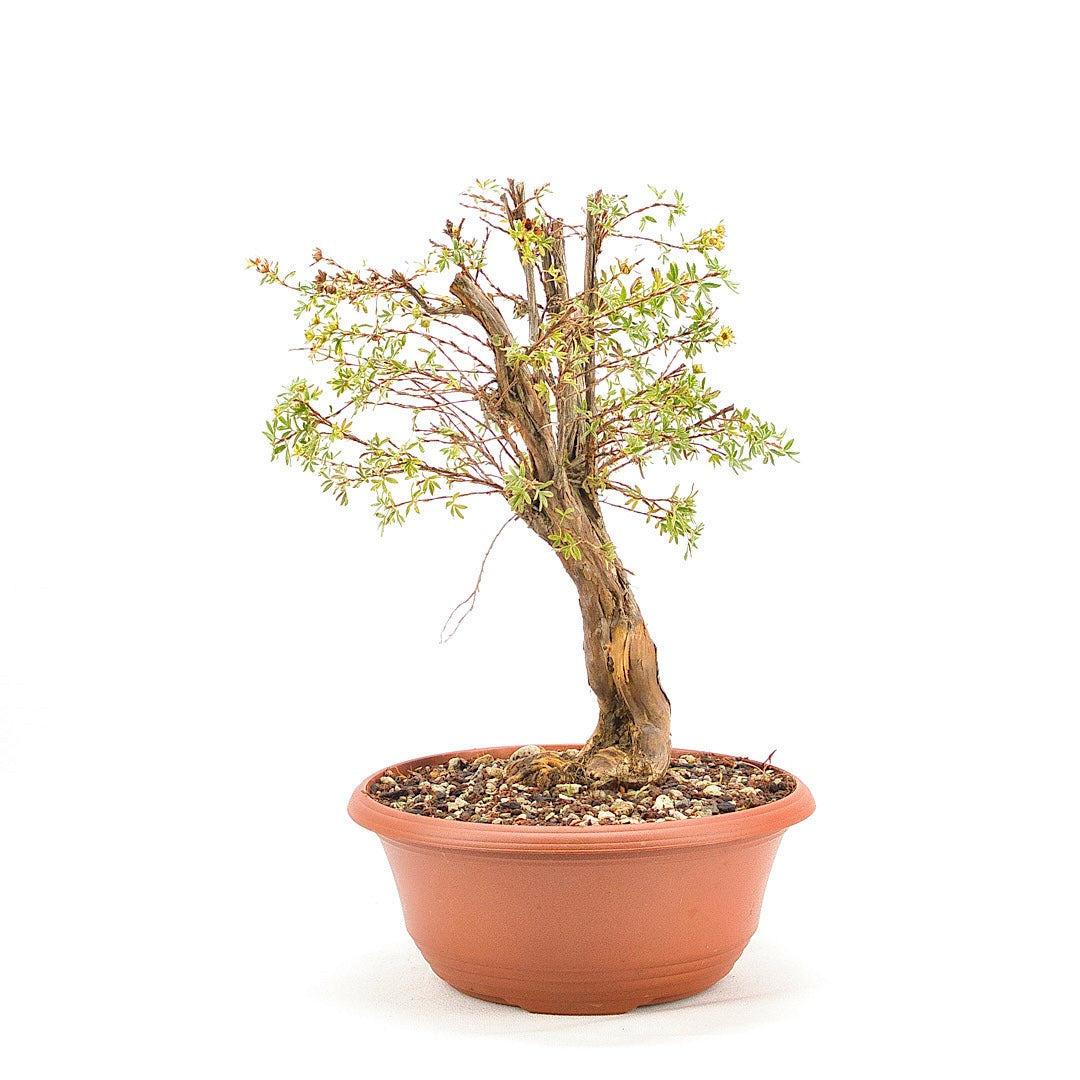 Gelber Fingerstrauch 'Potentilla fruticosa'