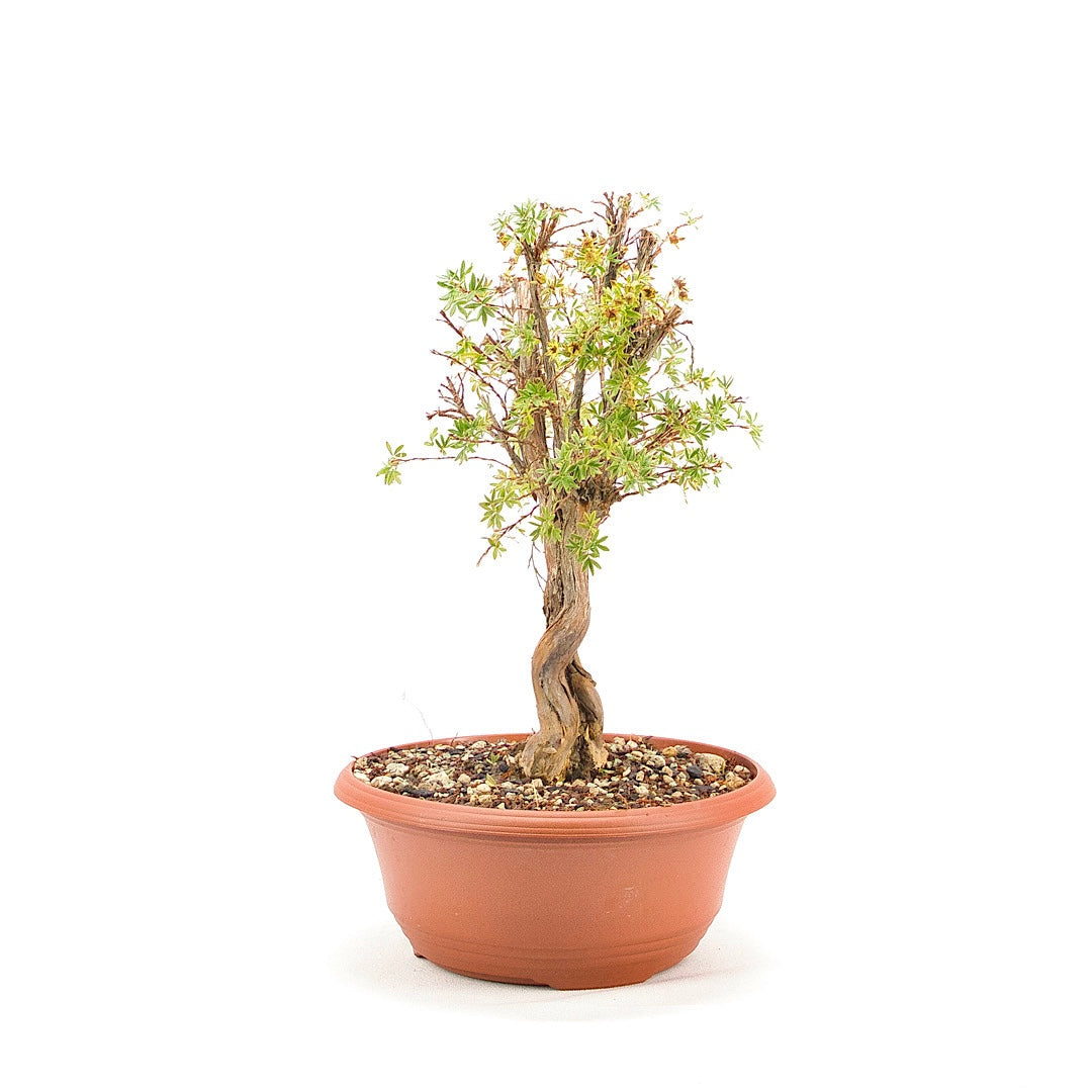 Gelber Fingerstrauch 'Potentilla fruticosa'