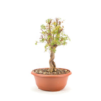 Gelber Fingerstrauch 'Potentilla fruticosa'