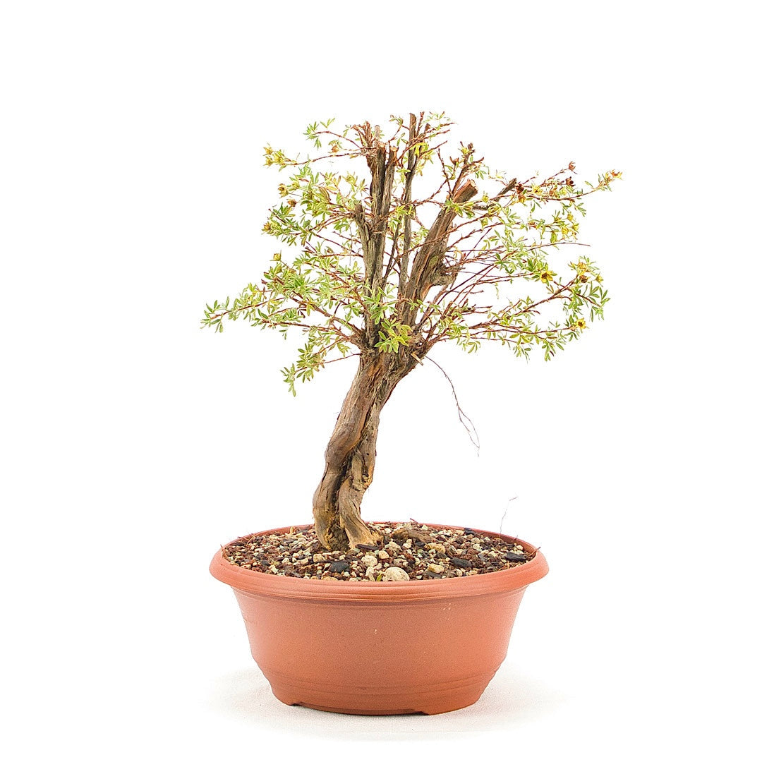 Gelber Fingerstrauch 'Potentilla fruticosa'