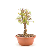 Gelber Fingerstrauch 'Potentilla fruticosa'