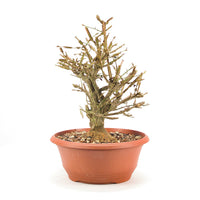 Korkspindelstrauch 'Euonymus alatus'