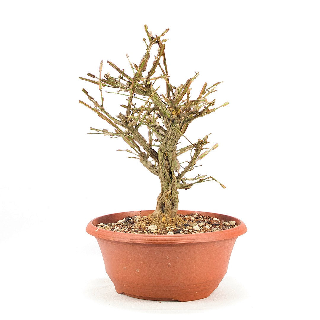 Korkspindelstrauch 'Euonymus alatus'