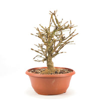 Korkspindelstrauch 'Euonymus alatus'