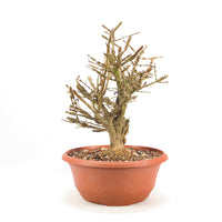 Korkspindelstrauch 'Euonymus alatus'