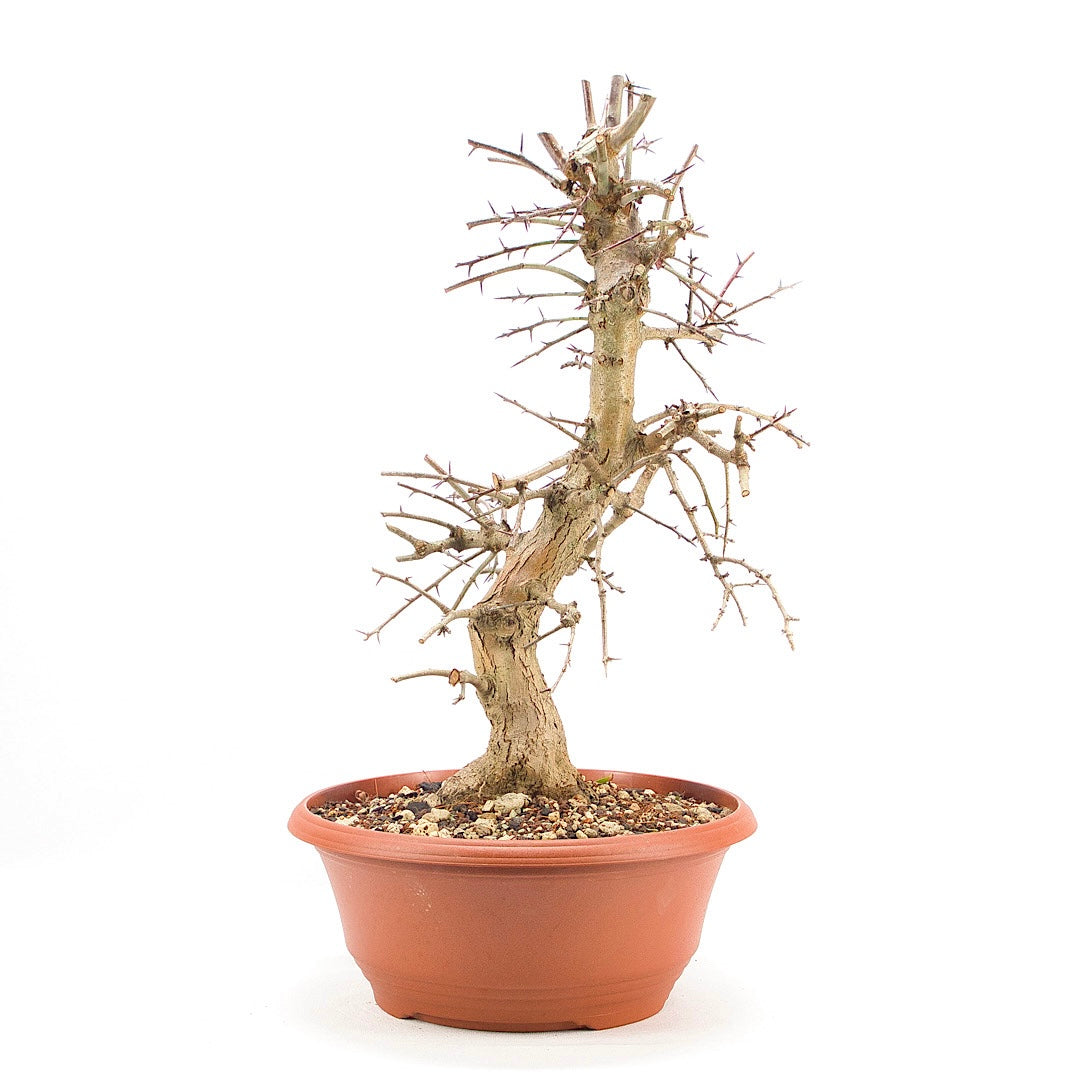 Zweigrifflige Weißdorn 'Crataegus laevigata'