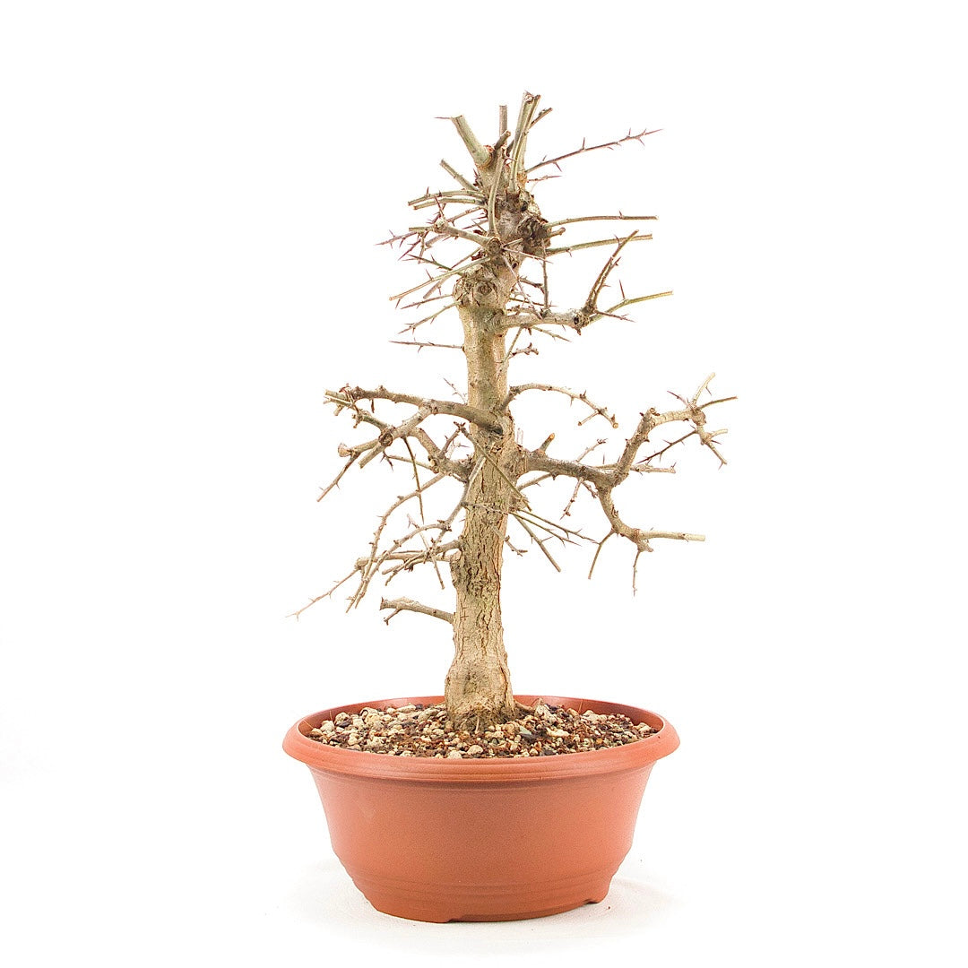 Zweigrifflige Weißdorn 'Crataegus laevigata'