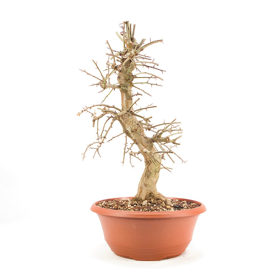 Zweigrifflige Weißdorn 'Crataegus laevigata'