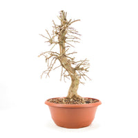 Zweigrifflige Weißdorn 'Crataegus laevigata'