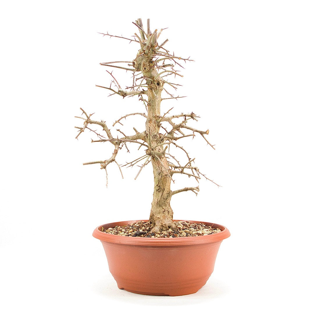 Zweigrifflige Weißdorn 'Crataegus laevigata'