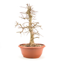 Zweigrifflige Weißdorn 'Crataegus laevigata'