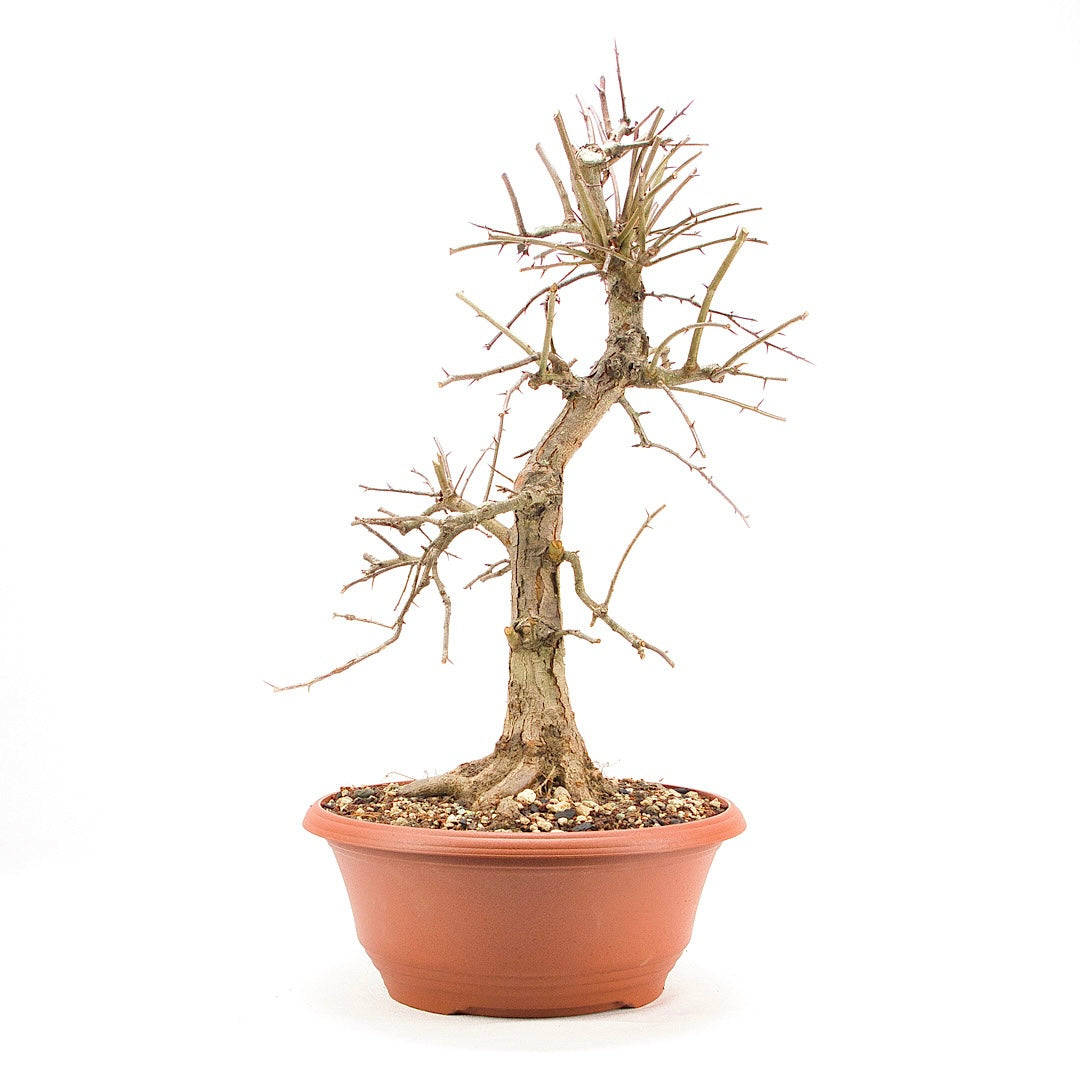 Zweigrifflige Weißdorn 'Crataegus laevigata'