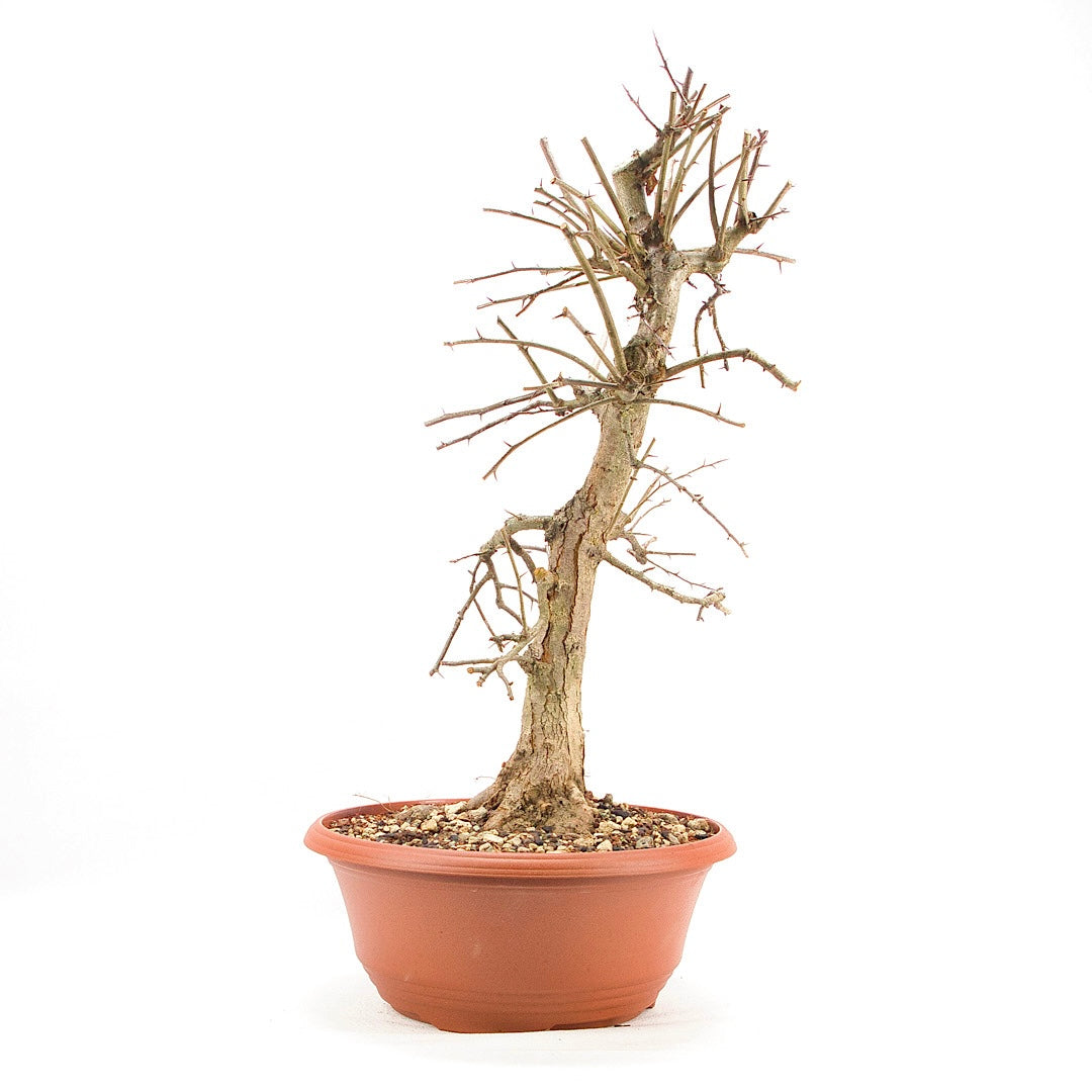 Zweigrifflige Weißdorn 'Crataegus laevigata'