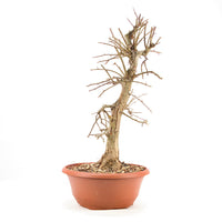 Zweigrifflige Weißdorn 'Crataegus laevigata'