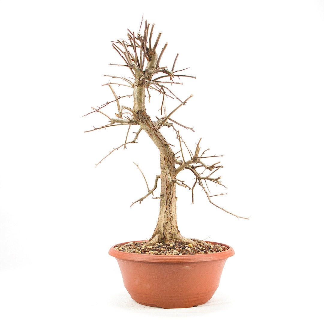 Zweigrifflige Weißdorn 'Crataegus laevigata'