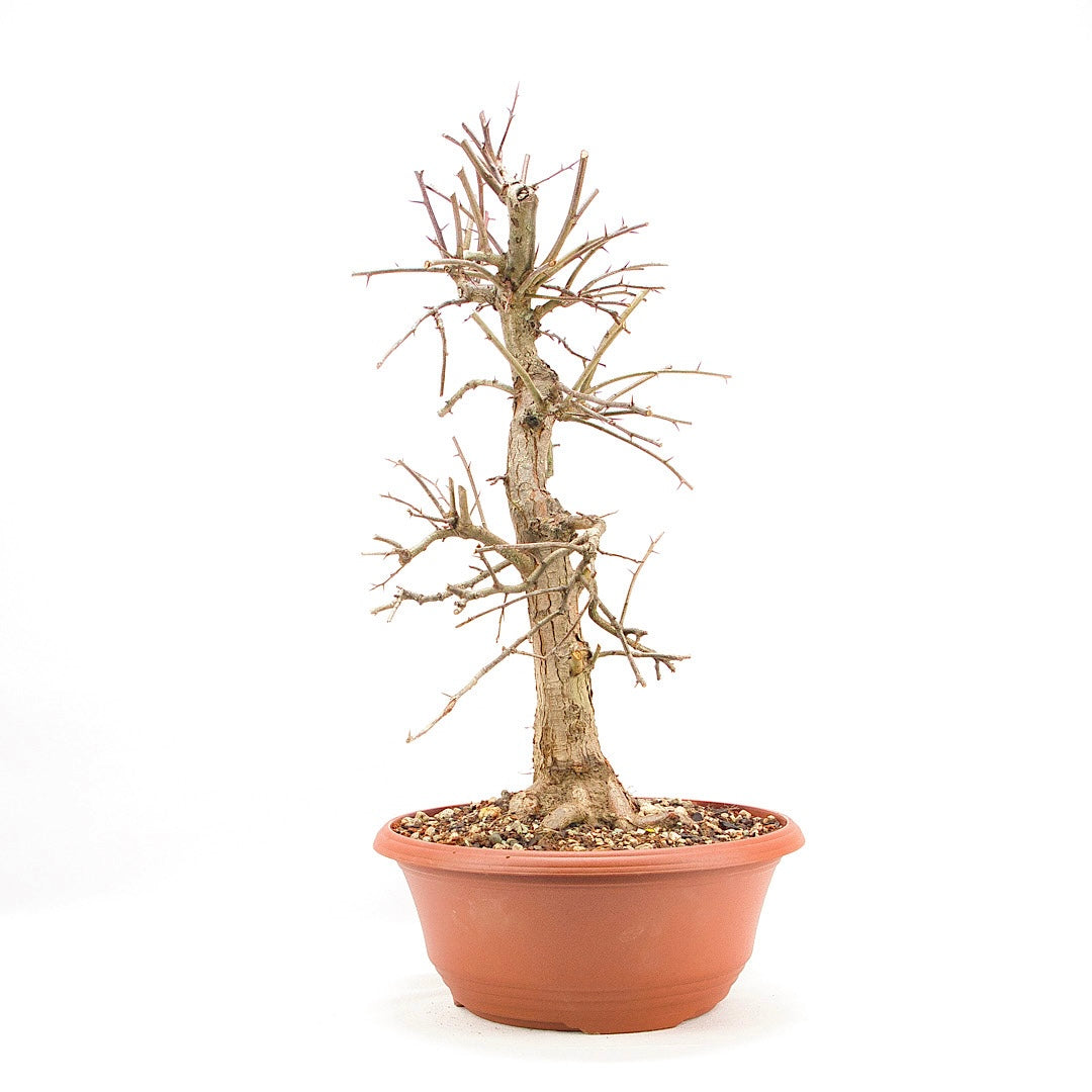 Zweigrifflige Weißdorn 'Crataegus laevigata'