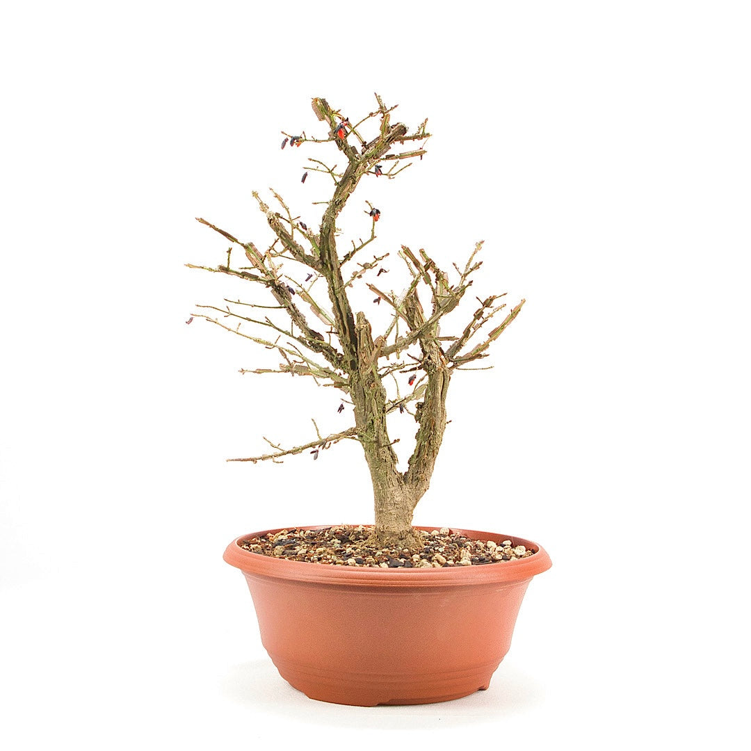 Korkspindelstrauch 'Euonymus alatus'